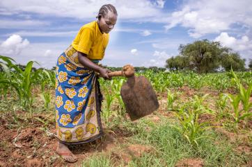 A farmer works tends their land.