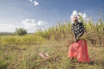 Refugee and host community women work together to harvest the sesame they’ve grown.