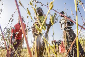 Refugee and host community women work together to harvest the sesame they’ve grown.