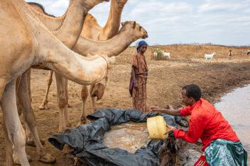 Climate change has increased droughts in Kenya, so our teams provided training and support to rangeland committees to help them manage water. Herders can now protect their livelihoods by keeping their livestock healthy.